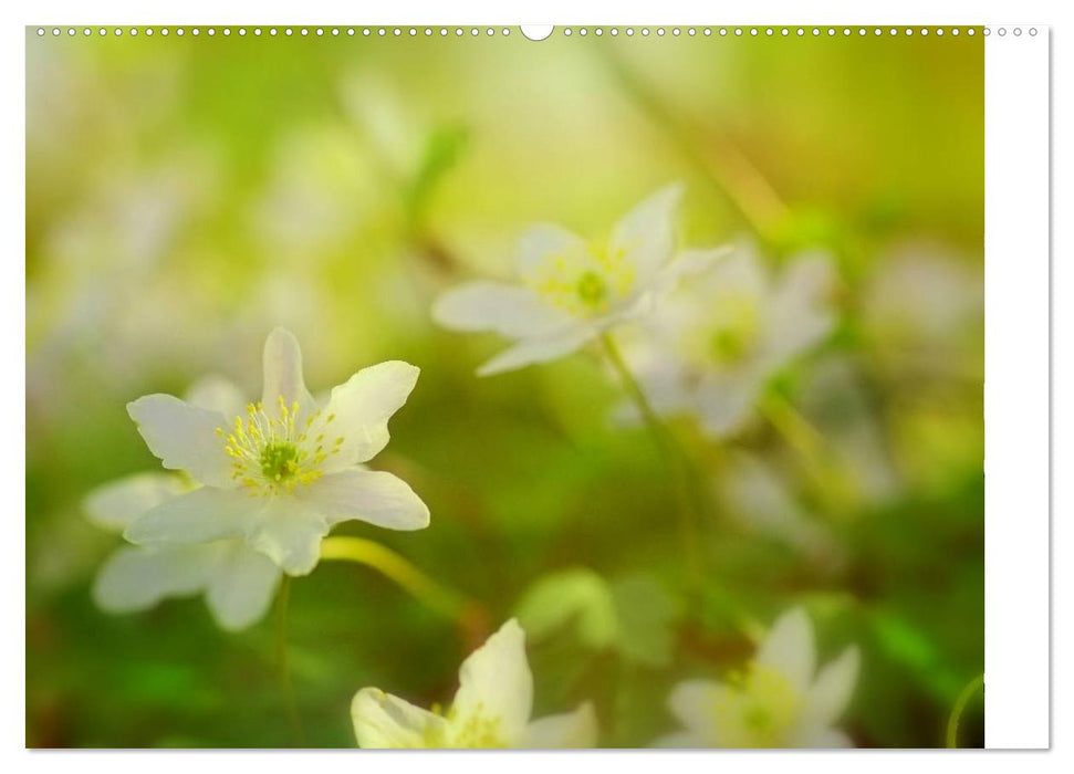 Blumenfreude Schweizer Kalendarium (CALVENDO Premium Wandkalender 2025)