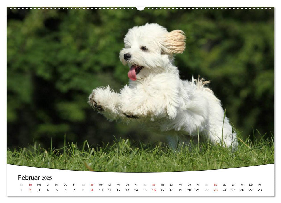 Welpen - Puppies (CALVENDO Premium Wandkalender 2025)