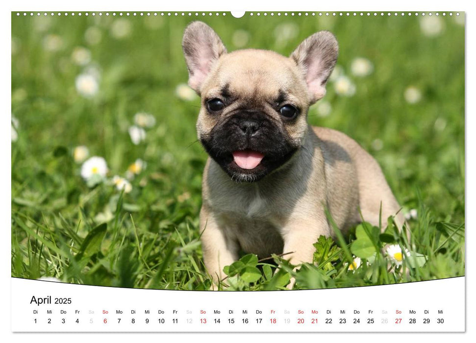 Welpen - Puppies (CALVENDO Premium Wandkalender 2025)