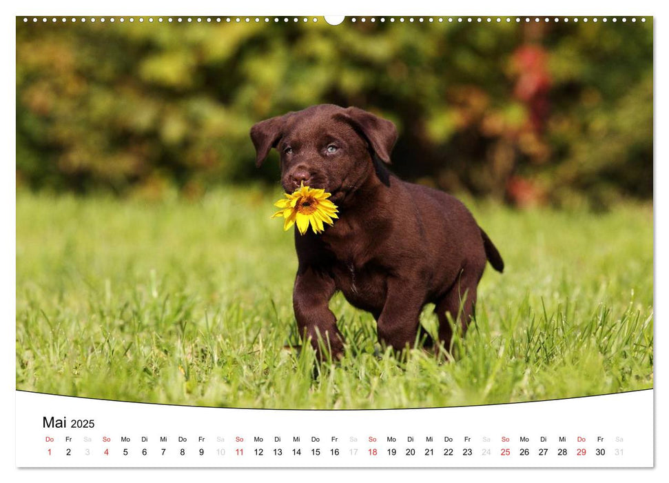 Welpen - Puppies (CALVENDO Premium Wandkalender 2025)