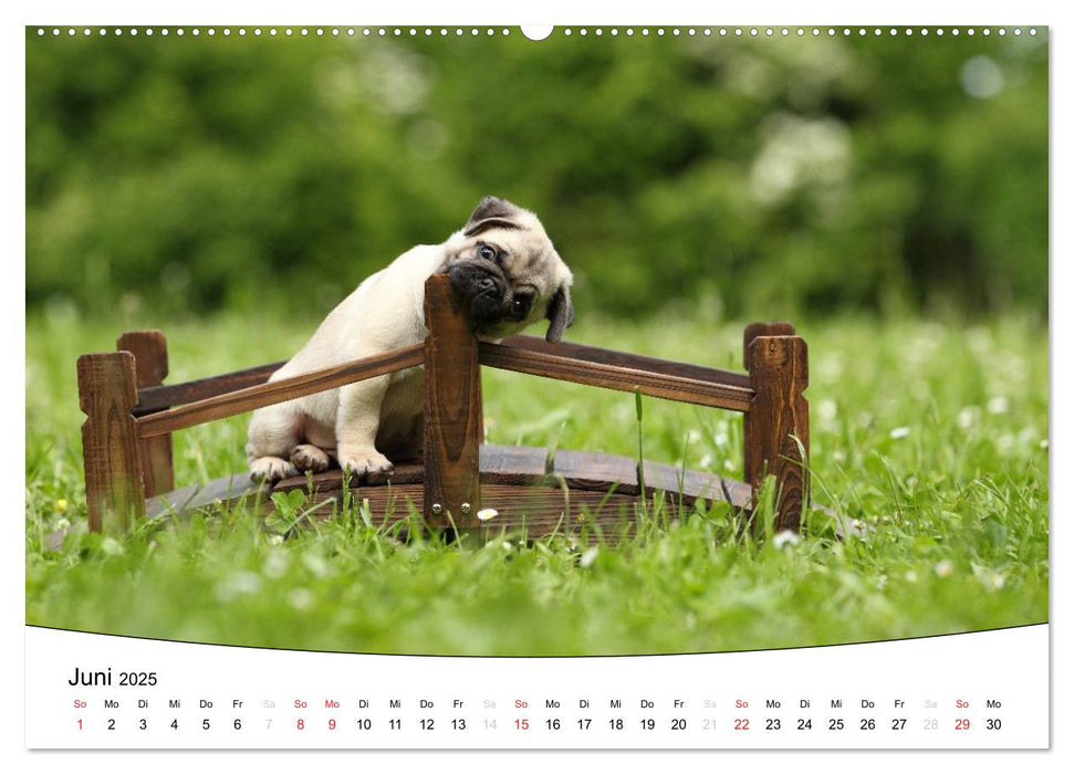 Welpen - Puppies (CALVENDO Premium Wandkalender 2025)