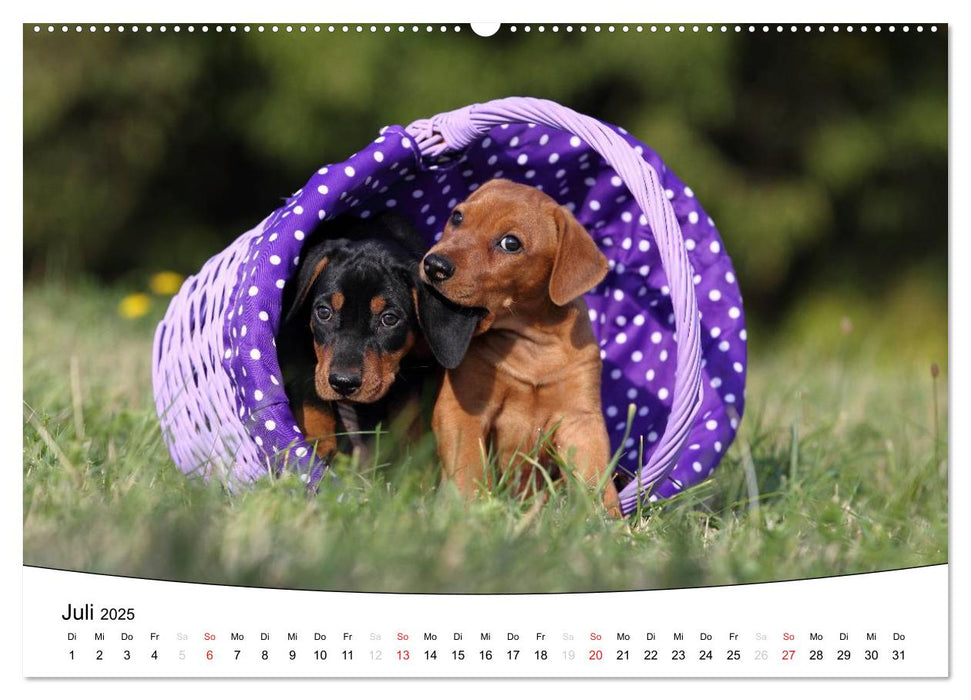 Welpen - Puppies (CALVENDO Premium Wandkalender 2025)