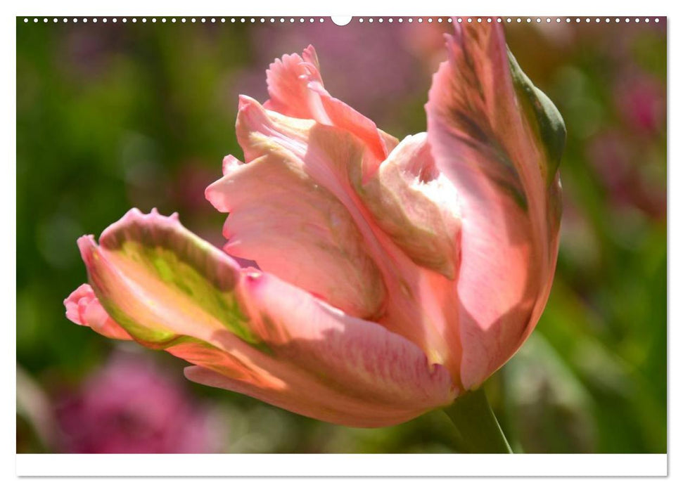 Tulpen (CALVENDO Premium Wandkalender 2025)