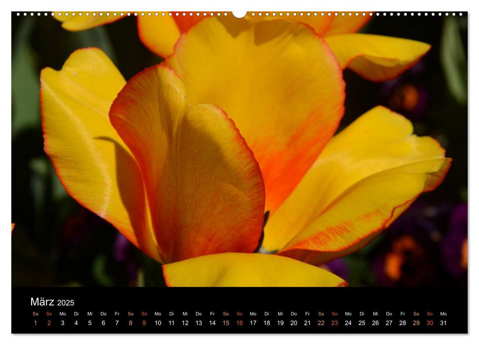 Tulpen (CALVENDO Premium Wandkalender 2025)