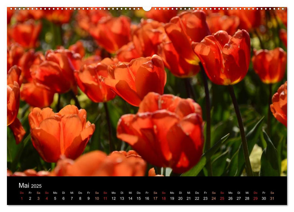 Tulpen (CALVENDO Premium Wandkalender 2025)