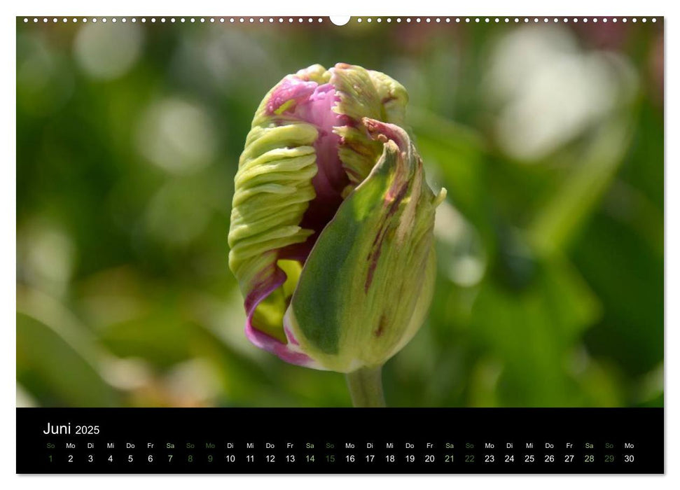 Tulpen (CALVENDO Premium Wandkalender 2025)