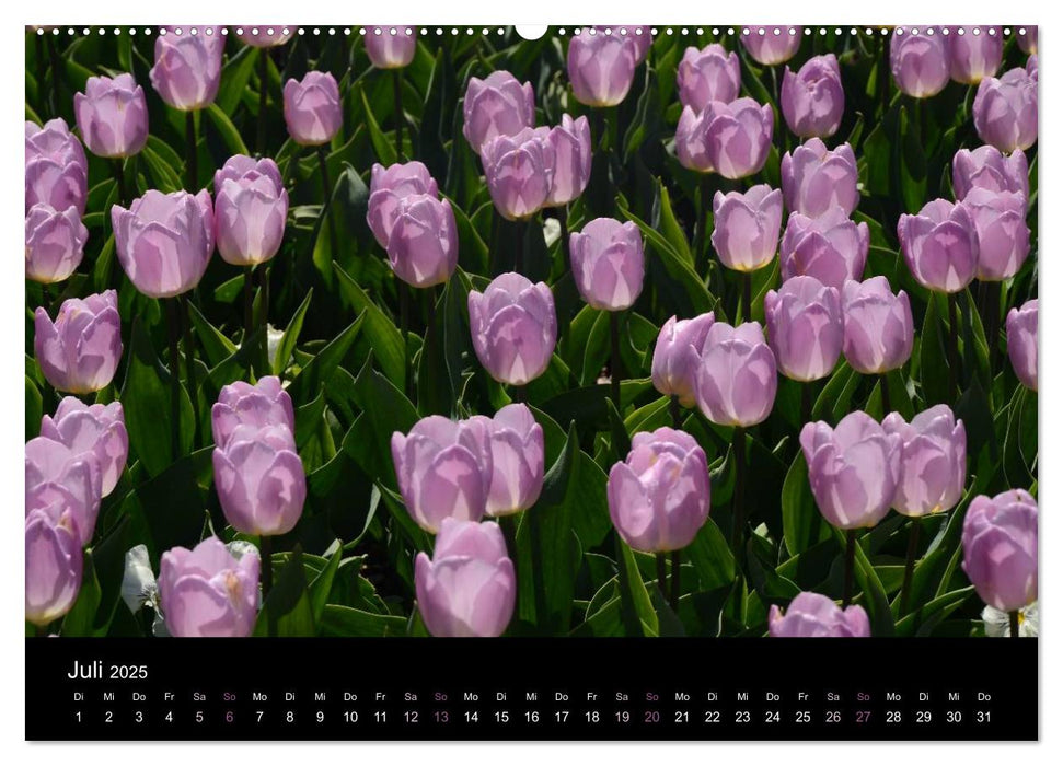 Tulpen (CALVENDO Premium Wandkalender 2025)