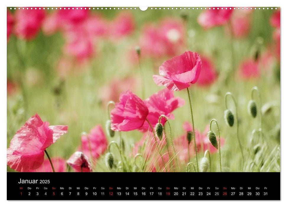 Rosen und Mohnblüten Momente Schweizer Edition (CALVENDO Premium Wandkalender 2025)