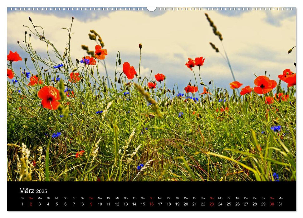 Rosen und Mohnblüten Momente Schweizer Edition (CALVENDO Premium Wandkalender 2025)