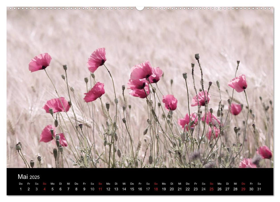 Rosen und Mohnblüten Momente Schweizer Edition (CALVENDO Premium Wandkalender 2025)