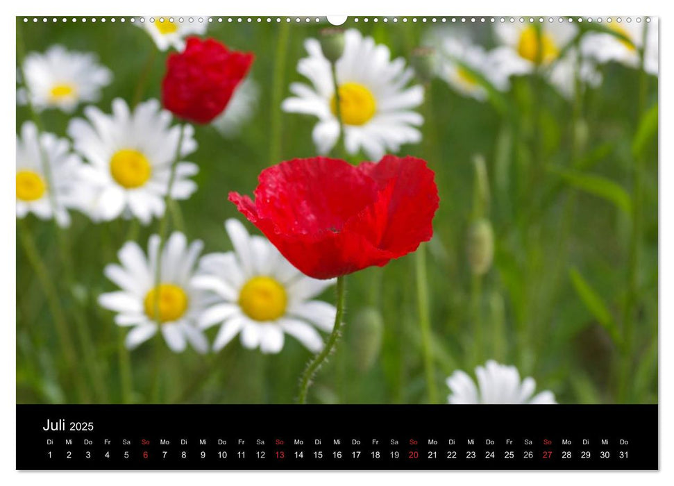 Rosen und Mohnblüten Momente Schweizer Edition (CALVENDO Premium Wandkalender 2025)