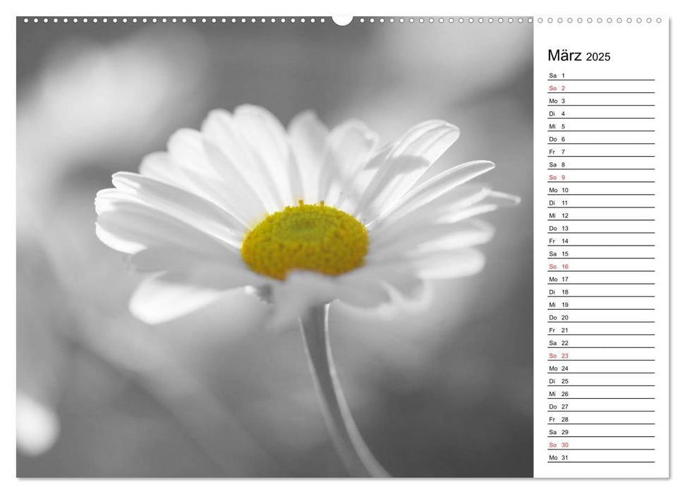 Schwarz-Weiß Malereien Terminkalender von Tanja Riedel für die Schweiz (CALVENDO Premium Wandkalender 2025)