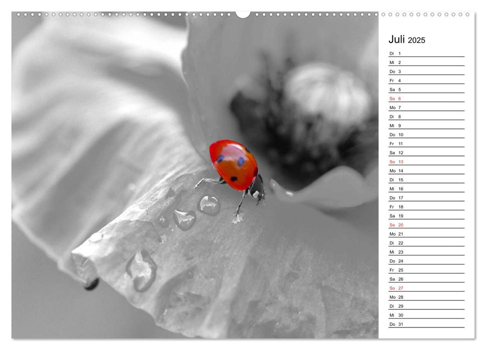 Schwarz-Weiß Malereien Terminkalender von Tanja Riedel für die Schweiz (CALVENDO Premium Wandkalender 2025)