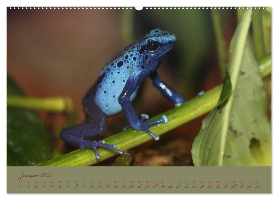 Amphibien (CALVENDO Wandkalender 2025)