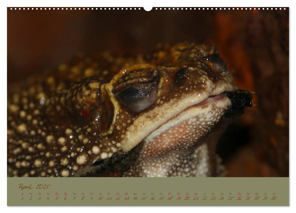 Amphibien (CALVENDO Wandkalender 2025)