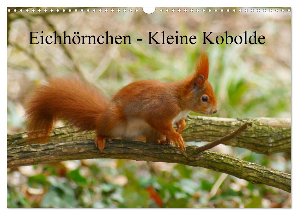 Eichhörnchen - Kleine Kobolde (CALVENDO Wandkalender 2025)