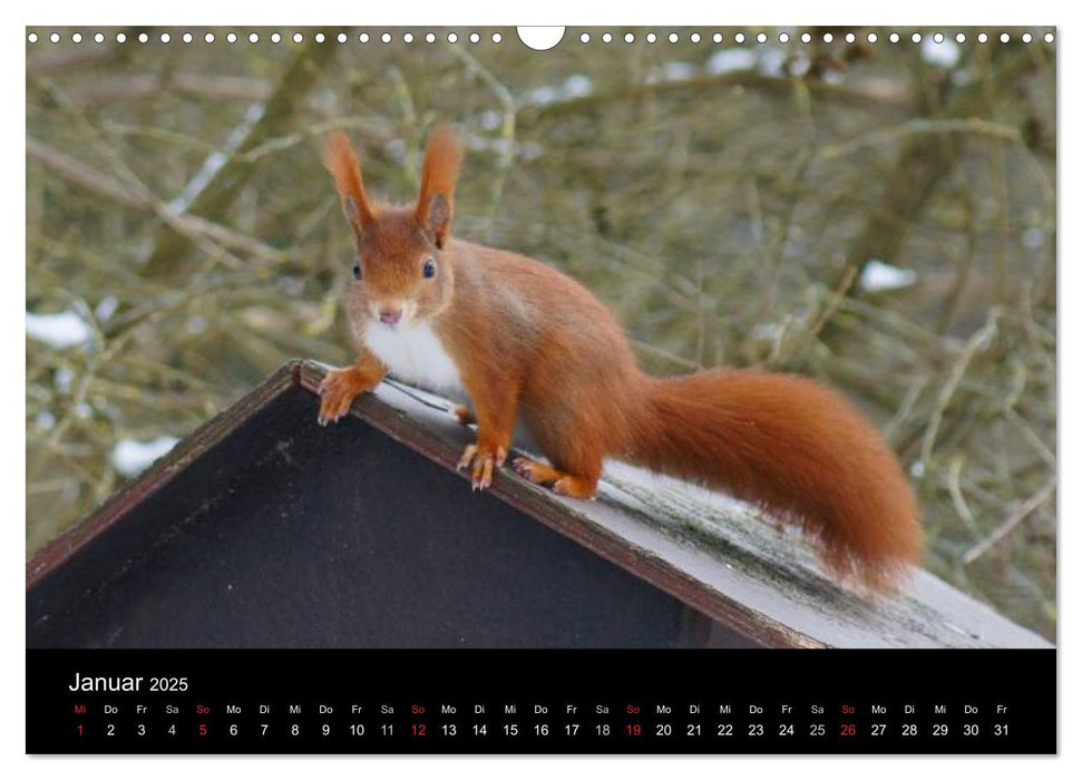 Eichhörnchen - Kleine Kobolde (CALVENDO Wandkalender 2025)