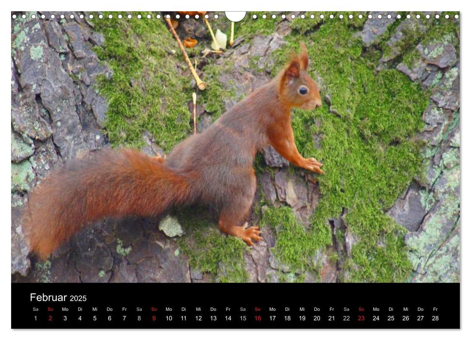 Eichhörnchen - Kleine Kobolde (CALVENDO Wandkalender 2025)