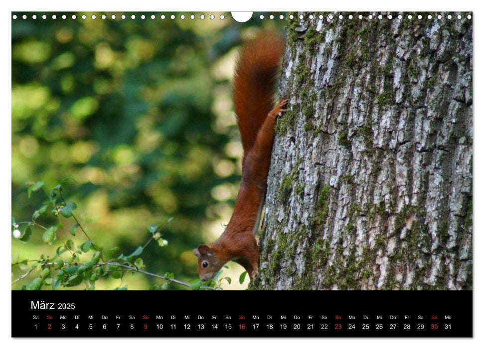 Eichhörnchen - Kleine Kobolde (CALVENDO Wandkalender 2025)