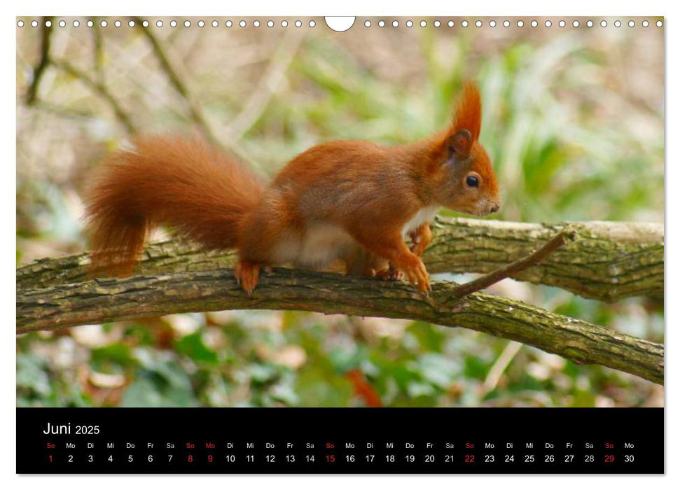 Eichhörnchen - Kleine Kobolde (CALVENDO Wandkalender 2025)