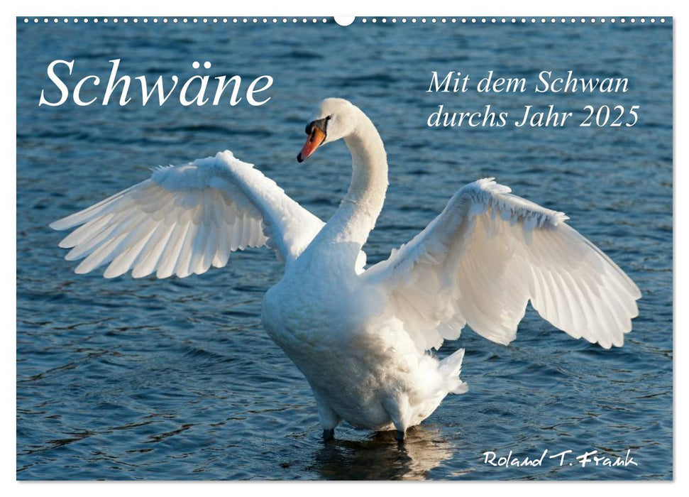 Mit dem Schwan durchs Jahr 2025 (CALVENDO Wandkalender 2025)