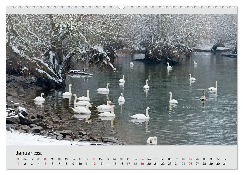 Mit dem Schwan durchs Jahr 2025 (CALVENDO Wandkalender 2025)