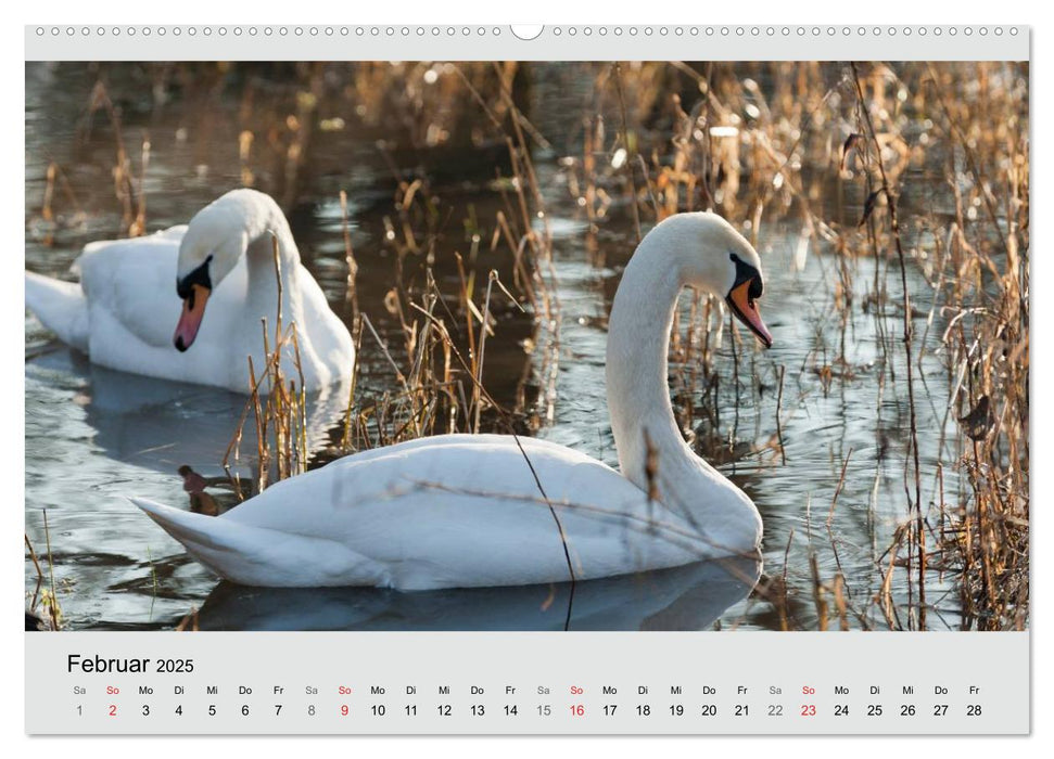 Mit dem Schwan durchs Jahr 2025 (CALVENDO Wandkalender 2025)