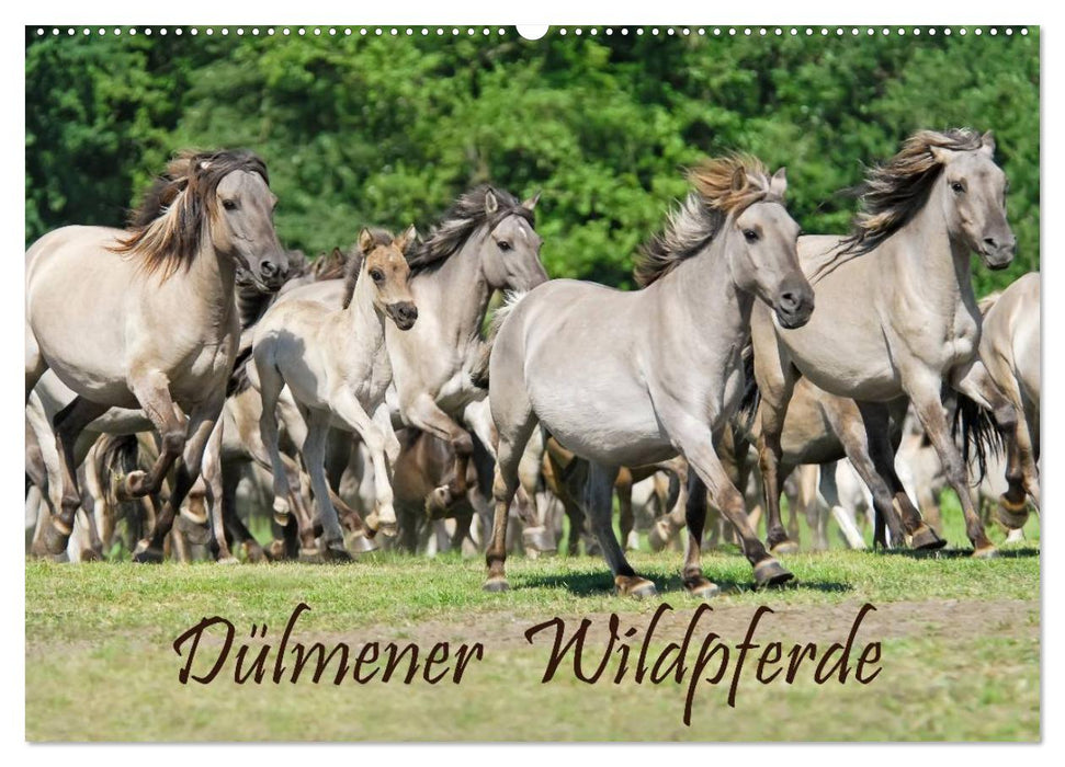 Dülmener Wildpferde (CALVENDO Wandkalender 2025)