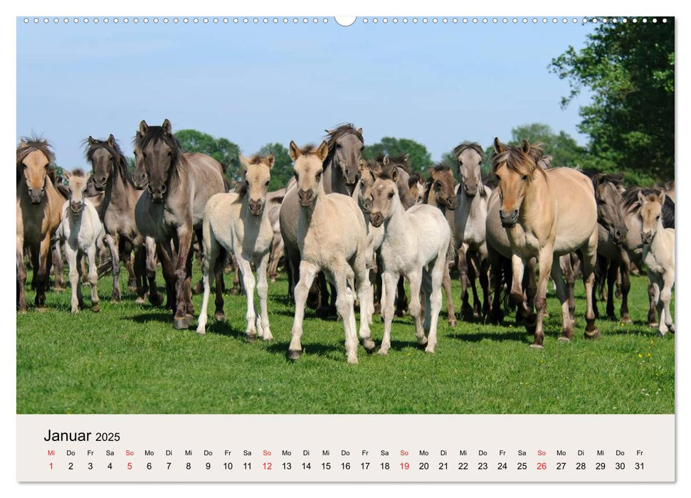 Dülmener Wildpferde (CALVENDO Wandkalender 2025)