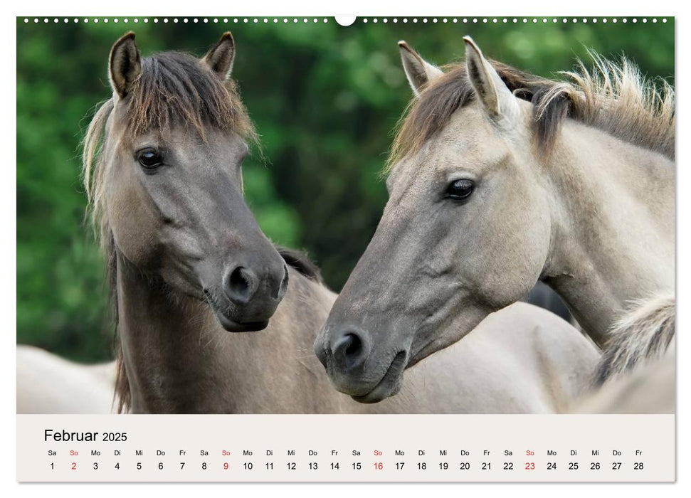 Dülmener Wildpferde (CALVENDO Wandkalender 2025)