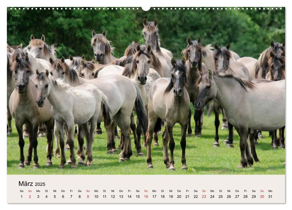 Dülmener Wildpferde (CALVENDO Wandkalender 2025)
