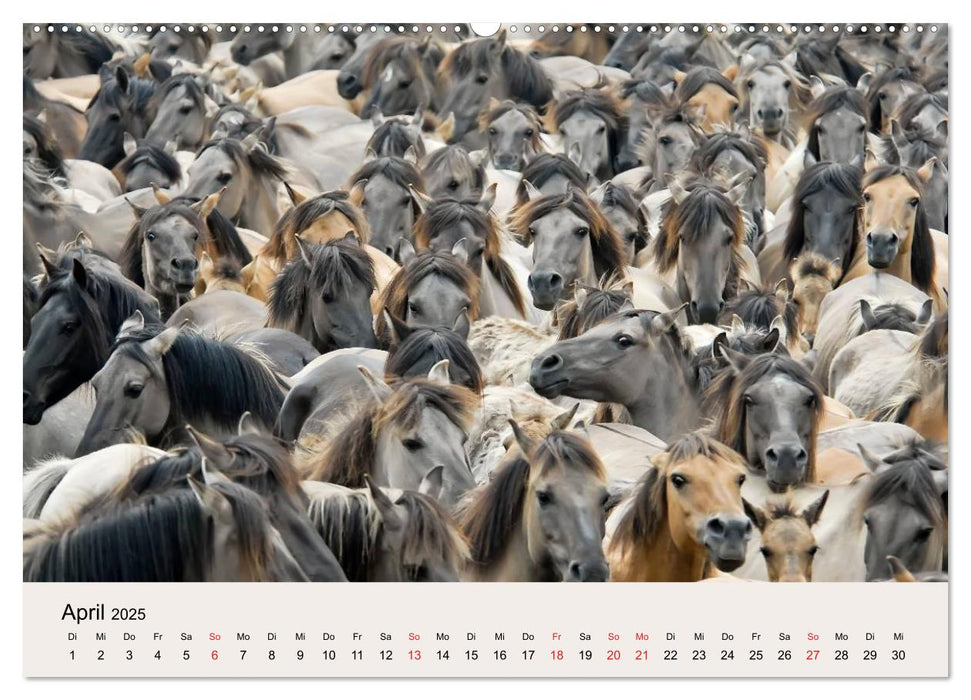 Dülmener Wildpferde (CALVENDO Wandkalender 2025)