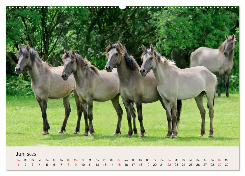 Dülmener Wildpferde (CALVENDO Wandkalender 2025)