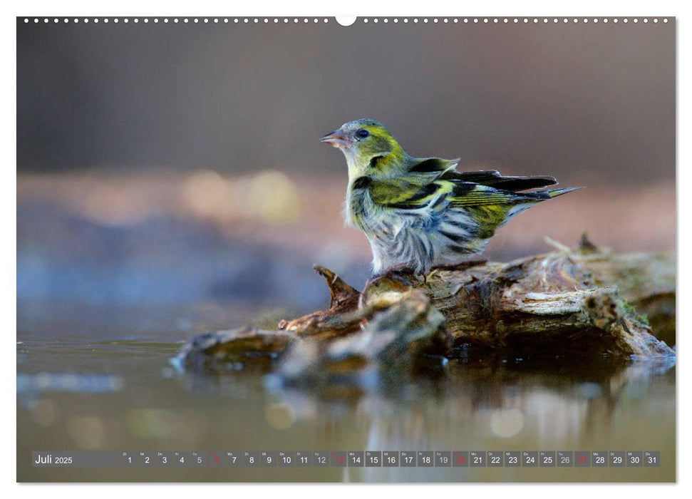 INNE BOTANIK - Vögel im Ruhrpott (CALVENDO Premium Wandkalender 2025)