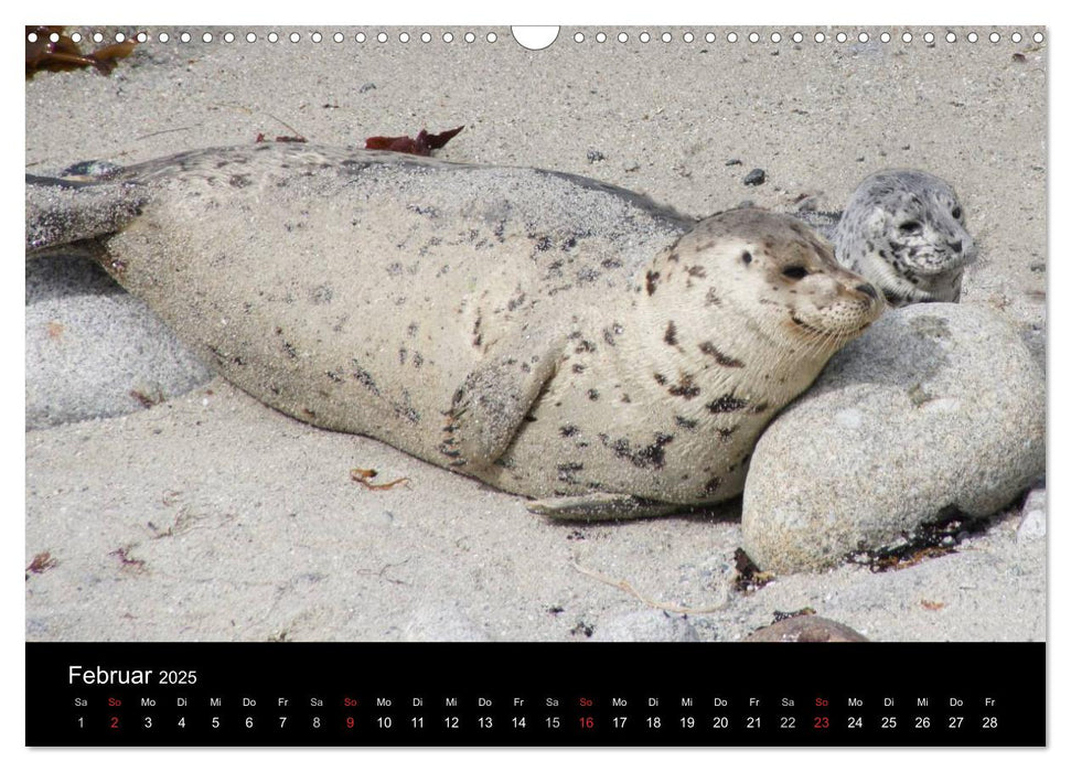 Monterey California (CALVENDO Wandkalender 2025)