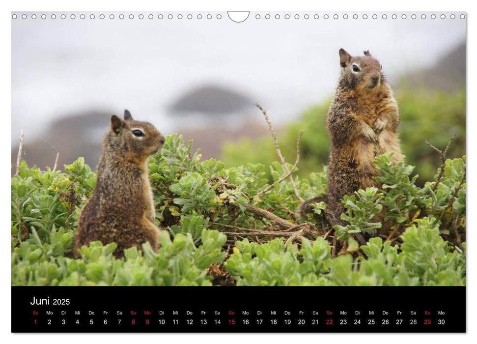 Monterey California (CALVENDO Wandkalender 2025)