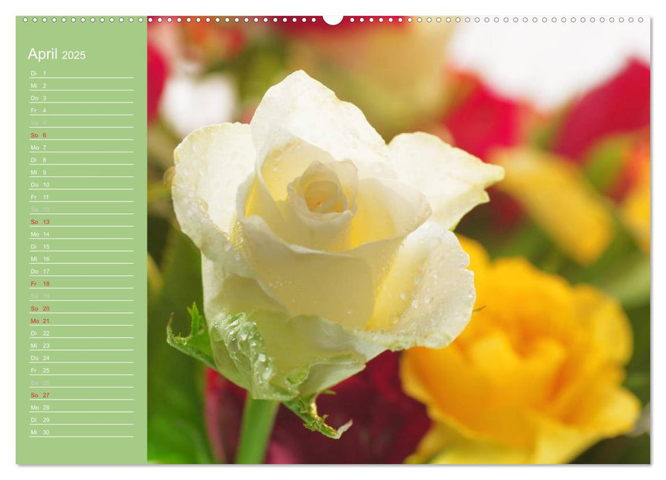 Rosen Blüten Terminkalender (CALVENDO Premium Wandkalender 2025)