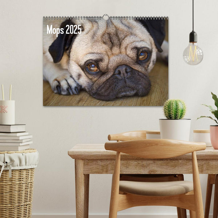 Mops 2025 (CALVENDO Wandkalender 2025)