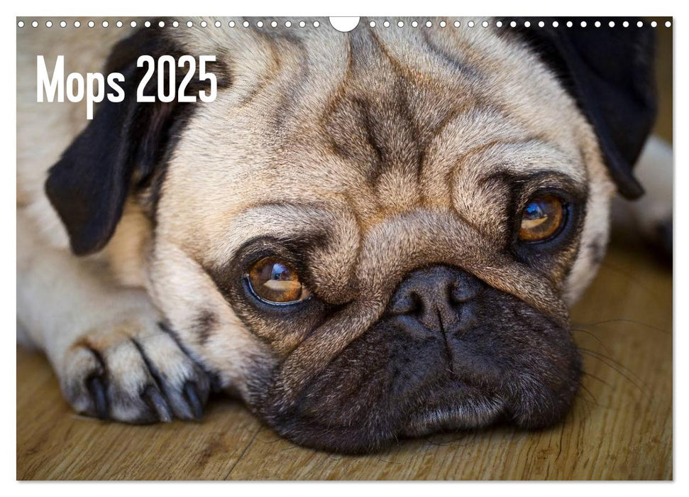 Mops 2025 (CALVENDO Wandkalender 2025)