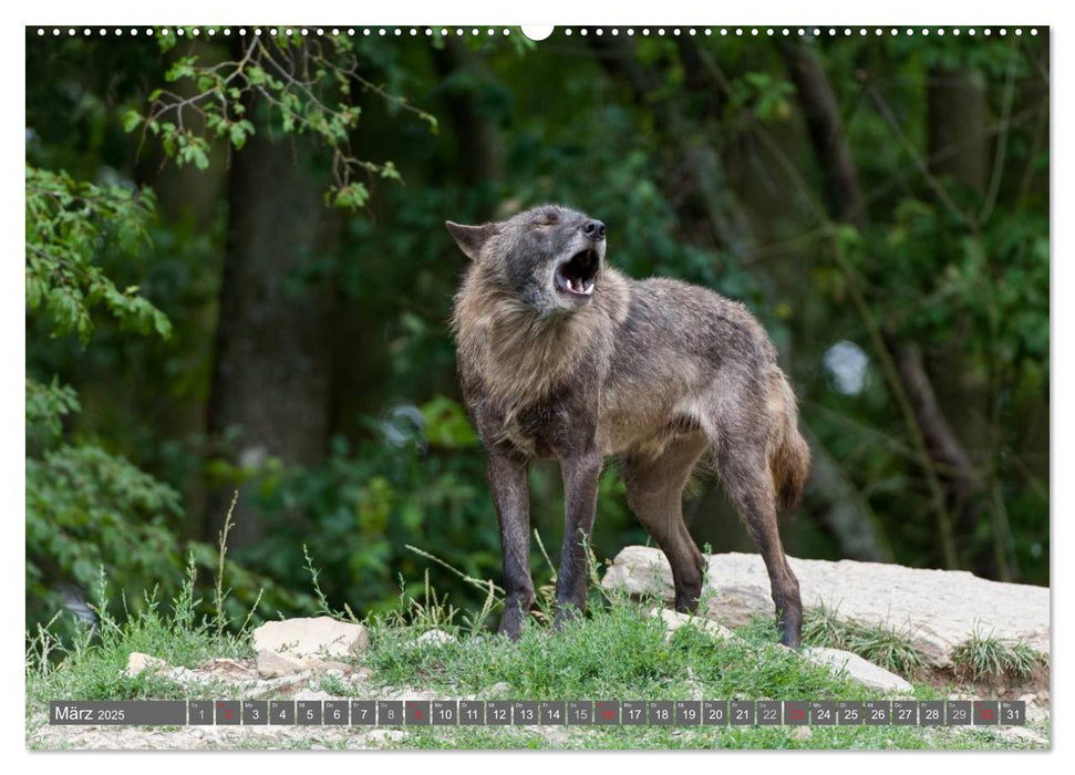 Meister Isegrim (CALVENDO Premium Wandkalender 2025)