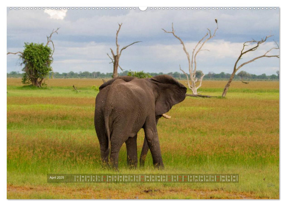 Abenteuer Botswana Afrika - Adventure Botswana (CALVENDO Wandkalender 2025)