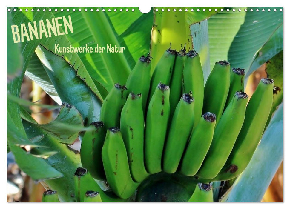 Bananen (CALVENDO Wandkalender 2025)