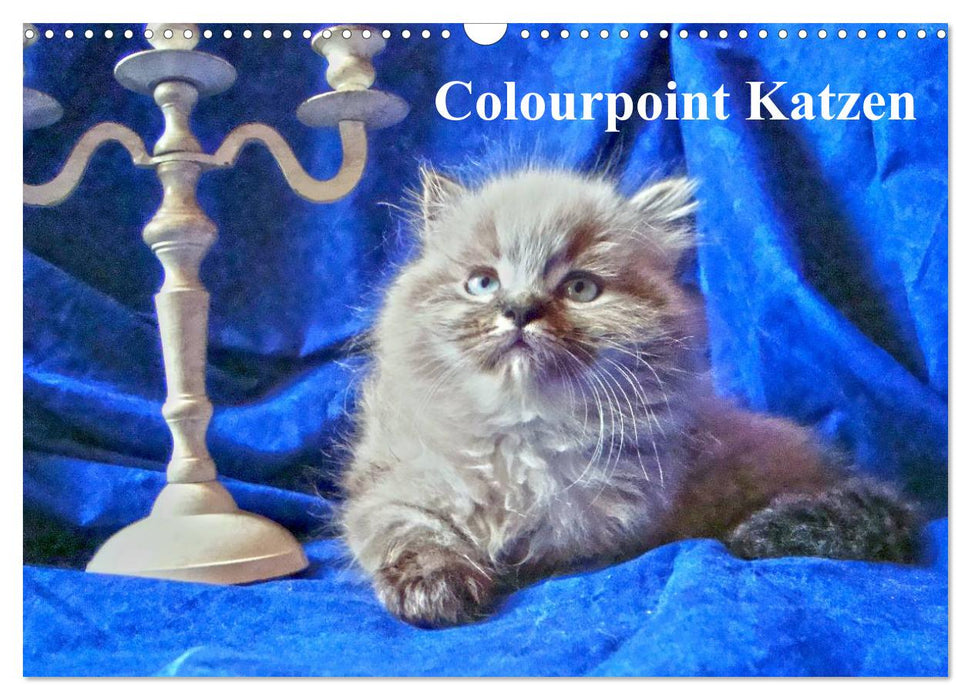 Colourpoint Katzen (CALVENDO Wandkalender 2025)