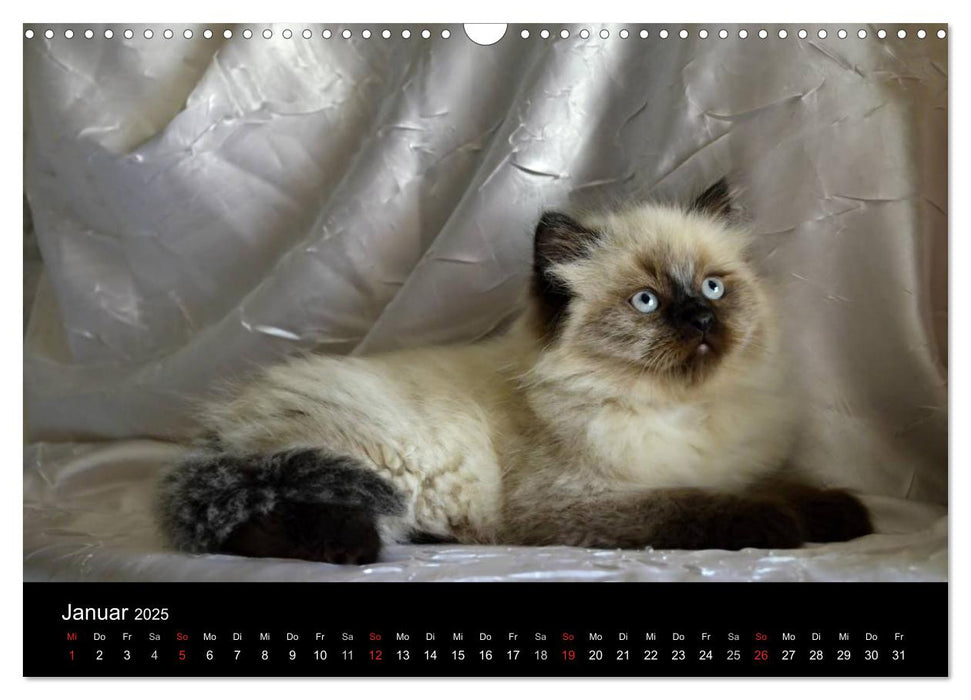 Colourpoint Katzen (CALVENDO Wandkalender 2025)