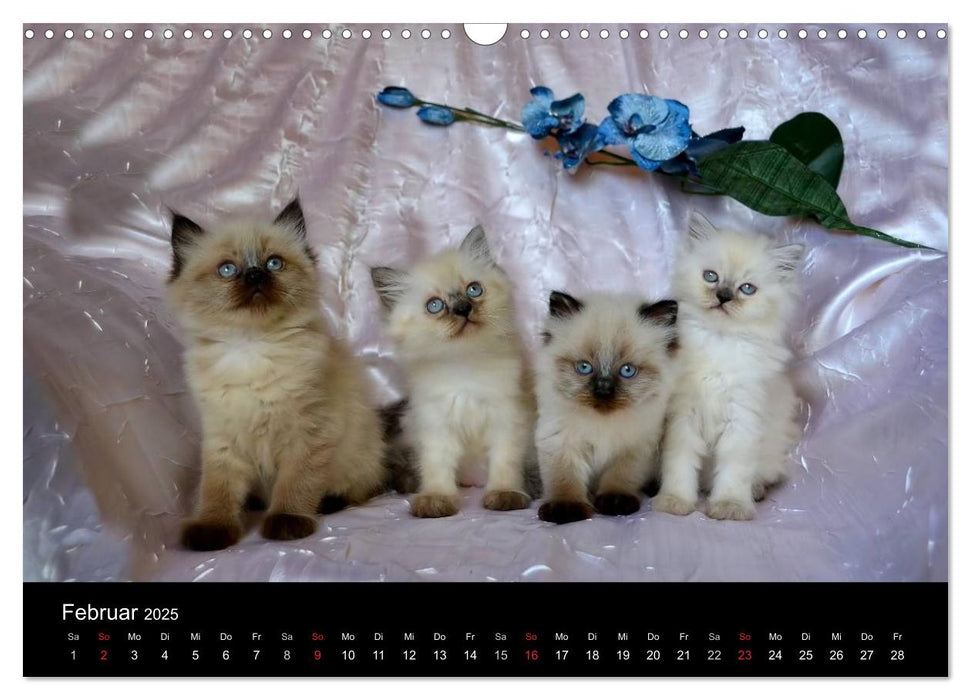 Colourpoint Katzen (CALVENDO Wandkalender 2025)