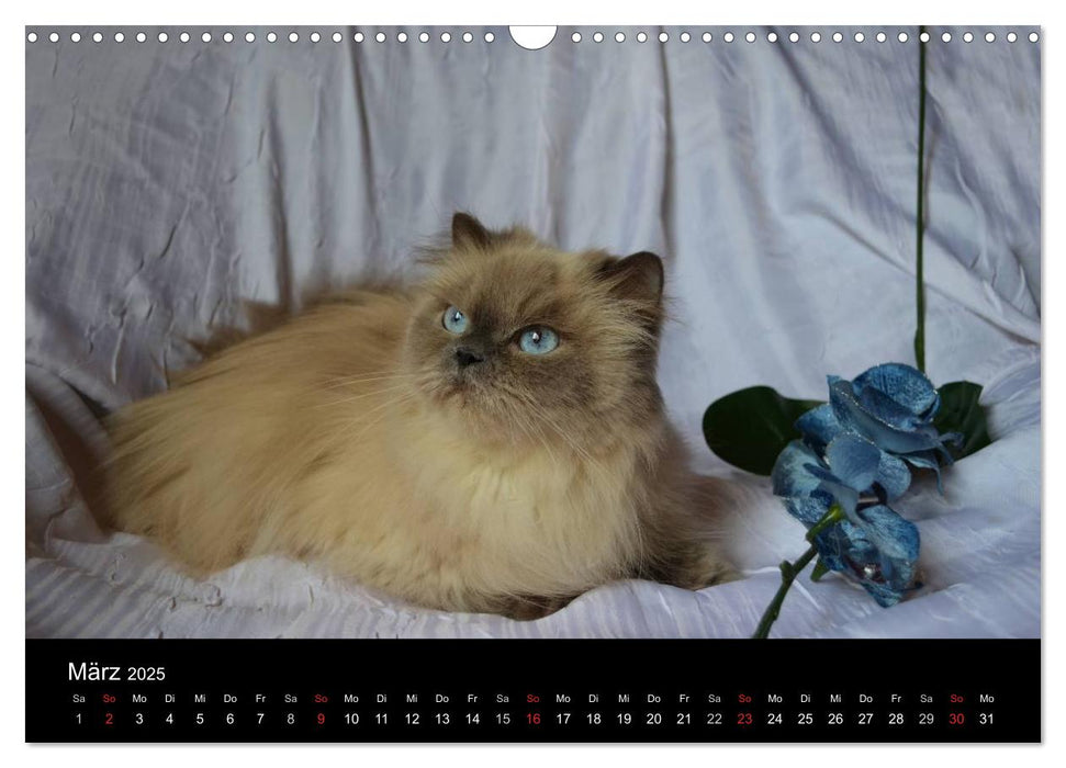 Colourpoint Katzen (CALVENDO Wandkalender 2025)