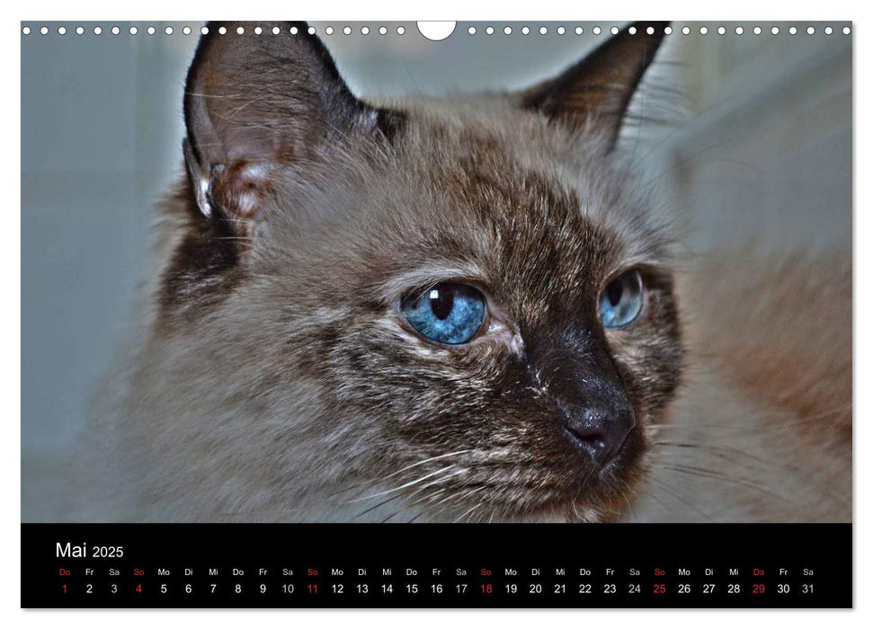 Colourpoint Katzen (CALVENDO Wandkalender 2025)