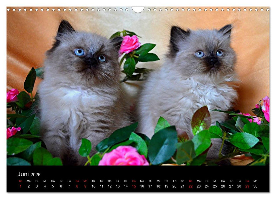 Colourpoint Katzen (CALVENDO Wandkalender 2025)