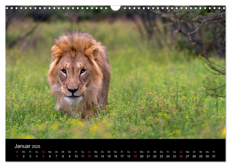 Afrikas Raubkatzen (CALVENDO Wandkalender 2025)