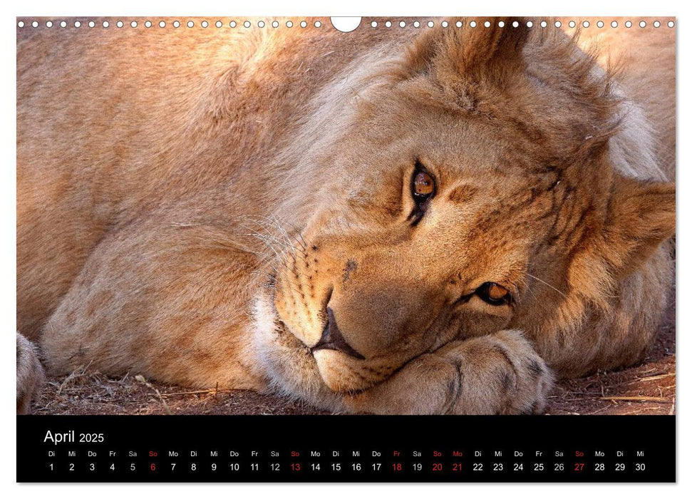 Afrikas Raubkatzen (CALVENDO Wandkalender 2025)